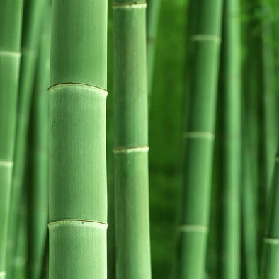 Close up of bamboo trees