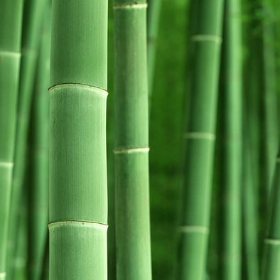 15 fun facts about bamboo