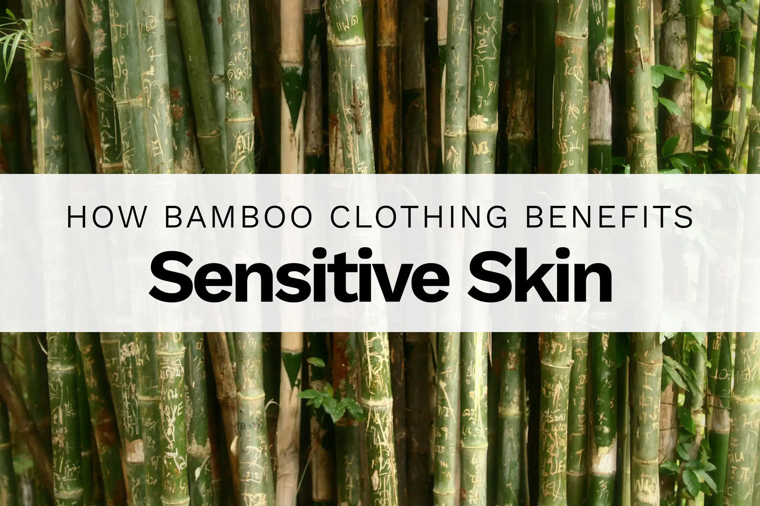 Close up of bamboo trees with text overlay "how bamboo clothing benefits sensitive skin"