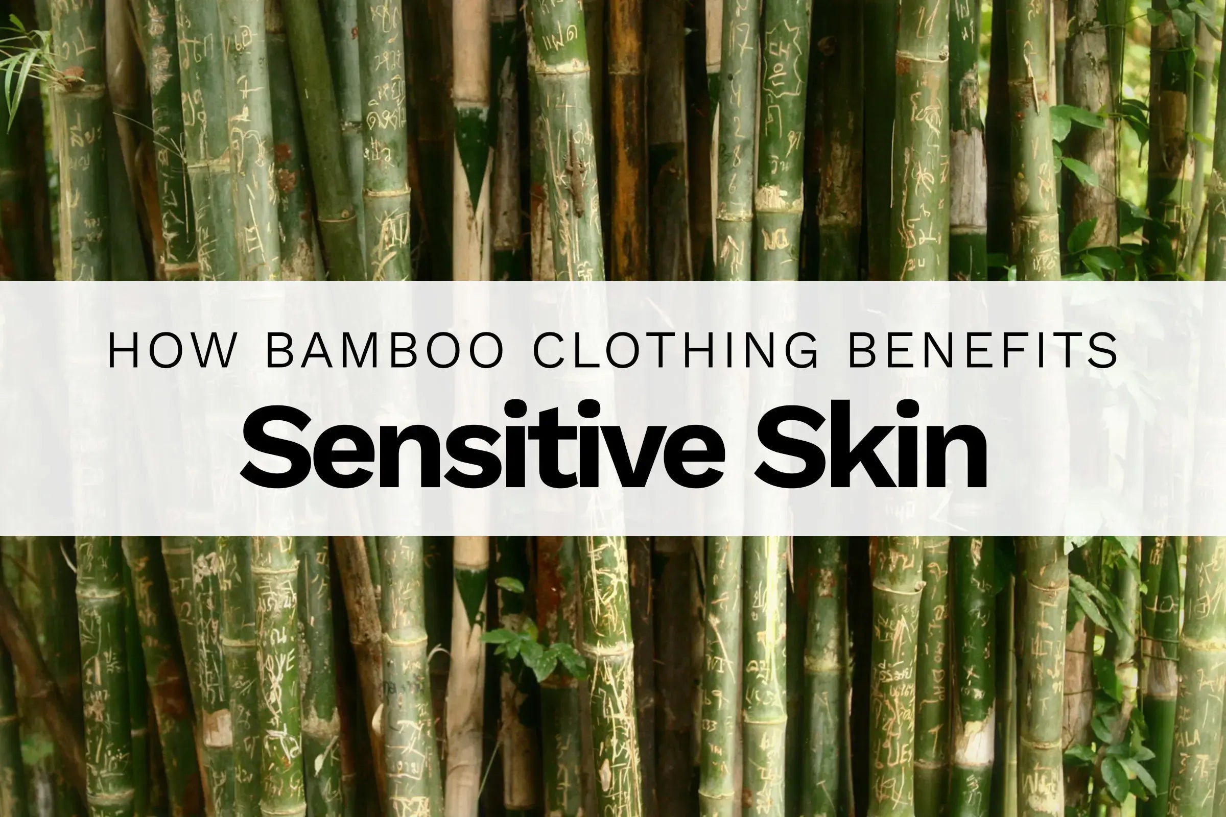 Close up of bamboo trees with text overlay "how bamboo clothing benefits sensitive skin"